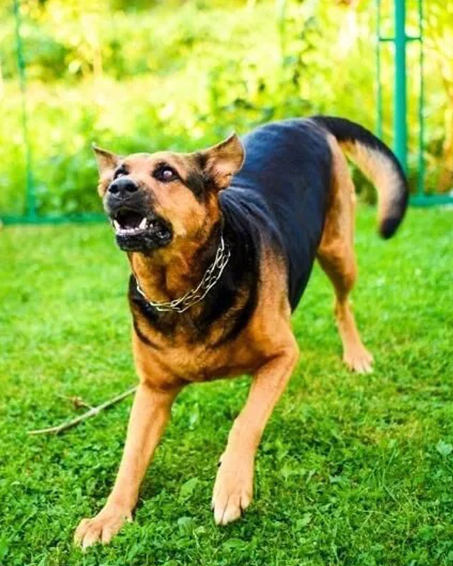 best-dog-bite-attorney-near-me best dog bite attorney near me