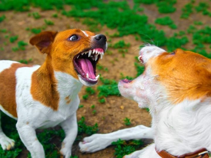 personal-injury-lawyers-for-dog-attacks