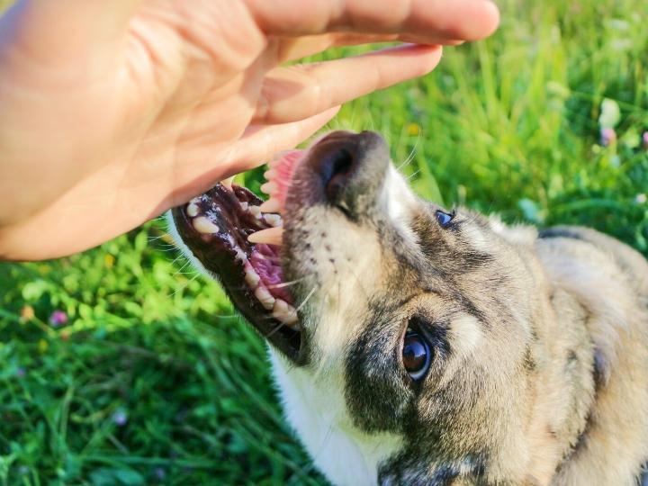 bitten-by-an-aggressive-dog